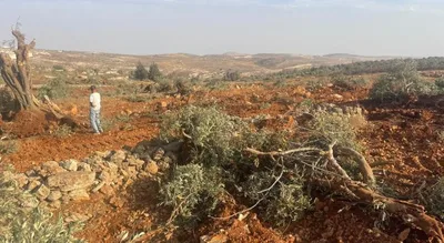 مستوطنون صهاينة يعتدون على المزارعين في الضفة ويقطعون 120 شجرة زيتون 