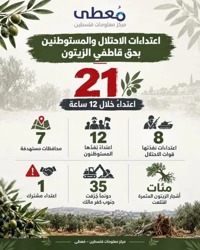 معطى: 21 اعتداءً إسرائيليًا بحق قاطفي الزيتون في 7 محافظات