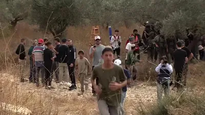 لليوم الثالث.. مستوطنون يستولون على ثمار وأدوات الزيتون في اللبن الشرقية جنوب نابلس