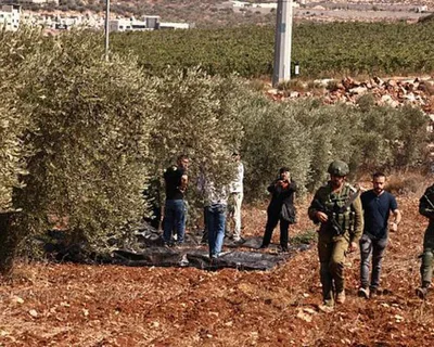 العدو الإسرائيلي يمنع الفلسطينيين من قطف الزيتون في يعبد جنوب غرب جنين